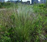genus Stipa