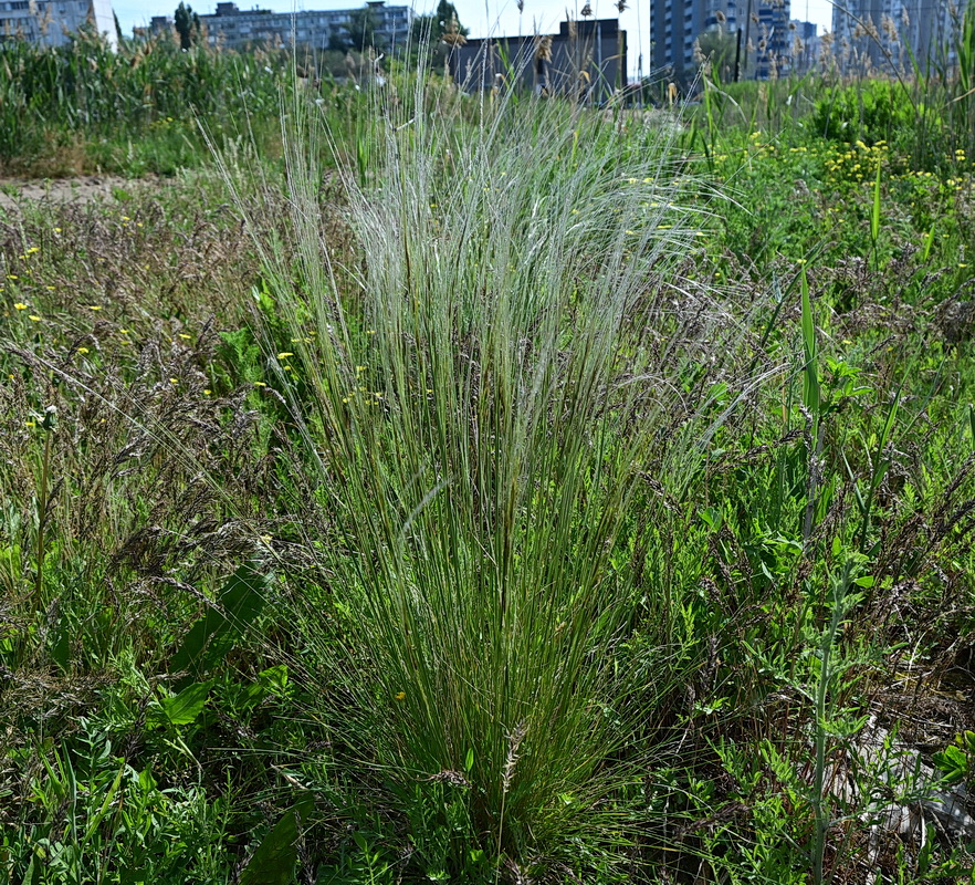Image of genus Stipa specimen.