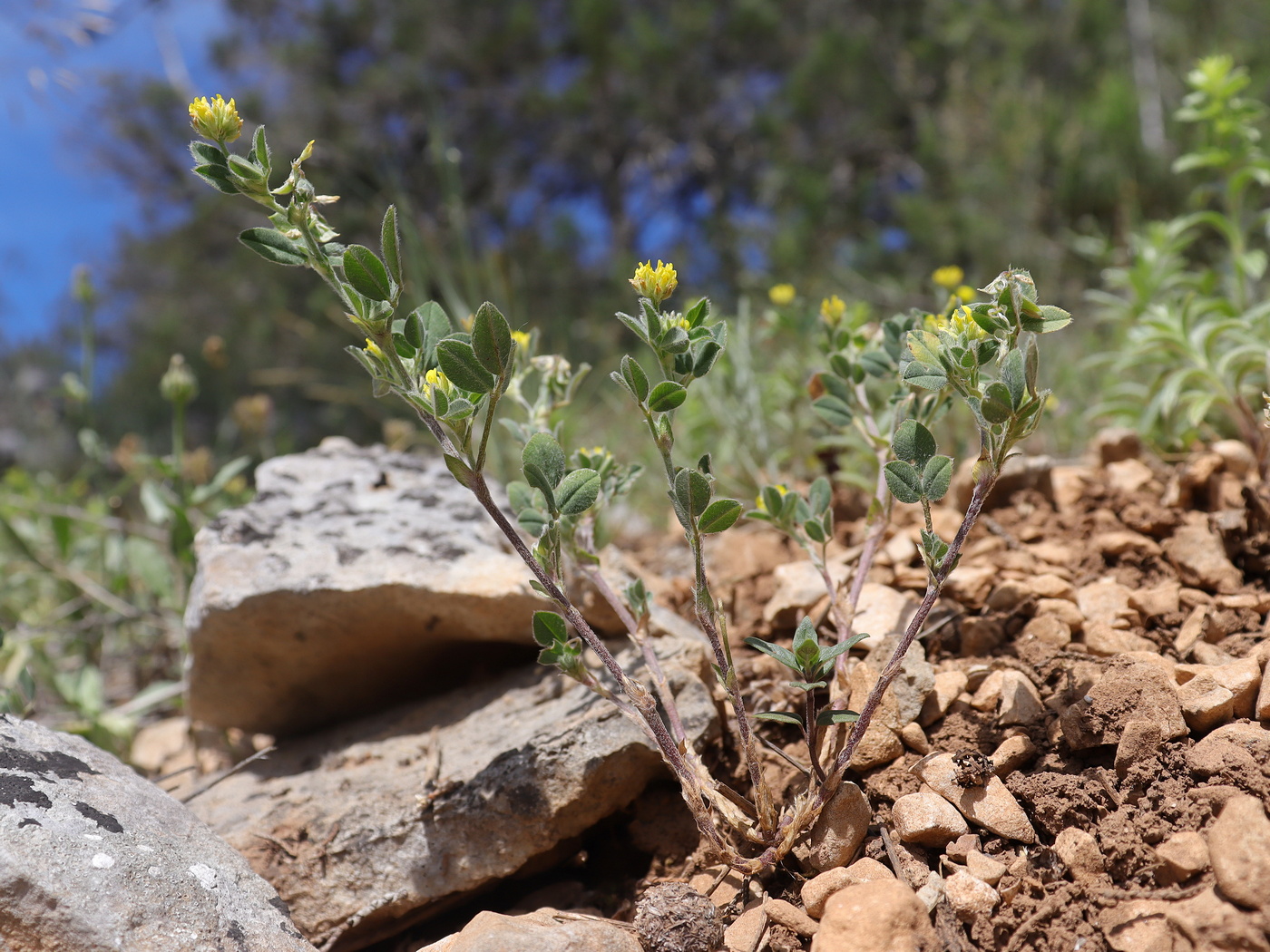 Image of Melilotoides brachycarpa specimen.