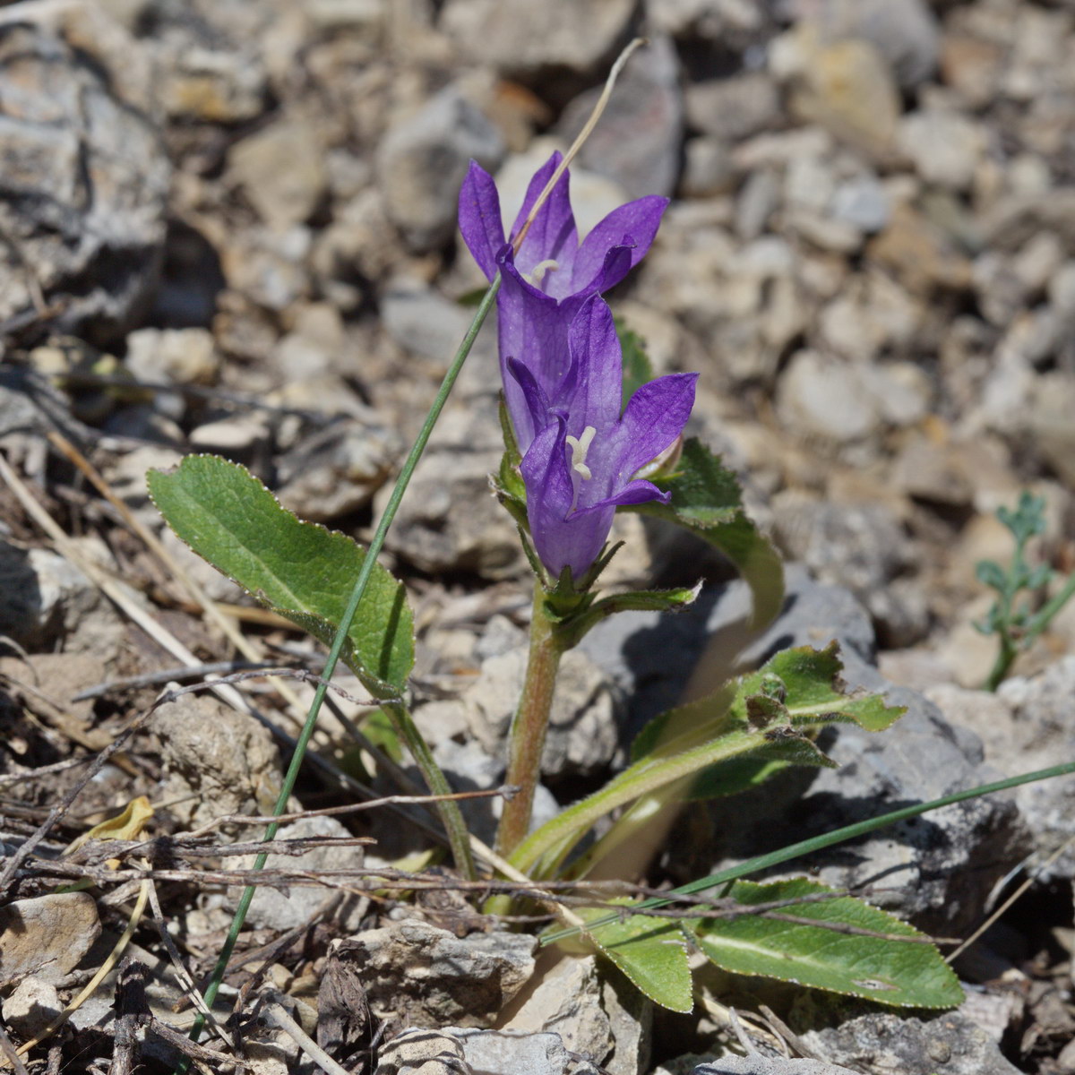 Image of genus Campanula specimen.