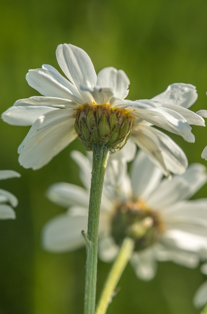 Image of Pyrethrum corymbosum specimen.