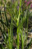 Scorzonera stricta. Средняя часть растения. Оренбургская обл., Саракташский р-н, Жёлтинский сельсовет, окр. Кандуровского карьера, каменистая степь. 29 мая 2024 г.