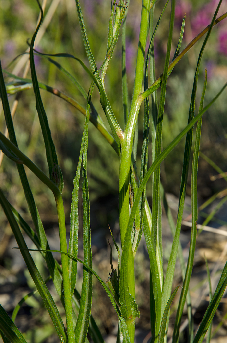 Изображение особи Scorzonera stricta.