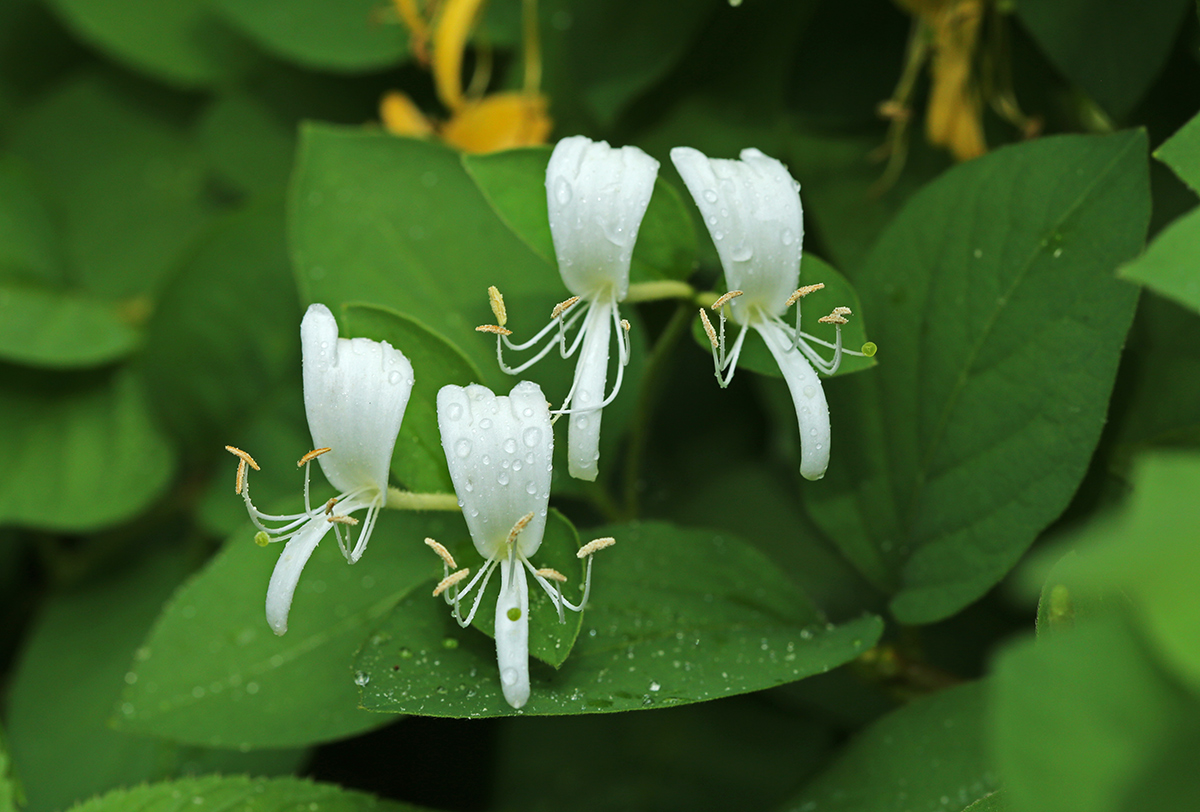 Image of Lonicera caprifolium specimen.