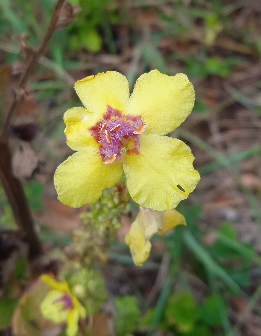 Изображение особи Verbascum marschallianum.