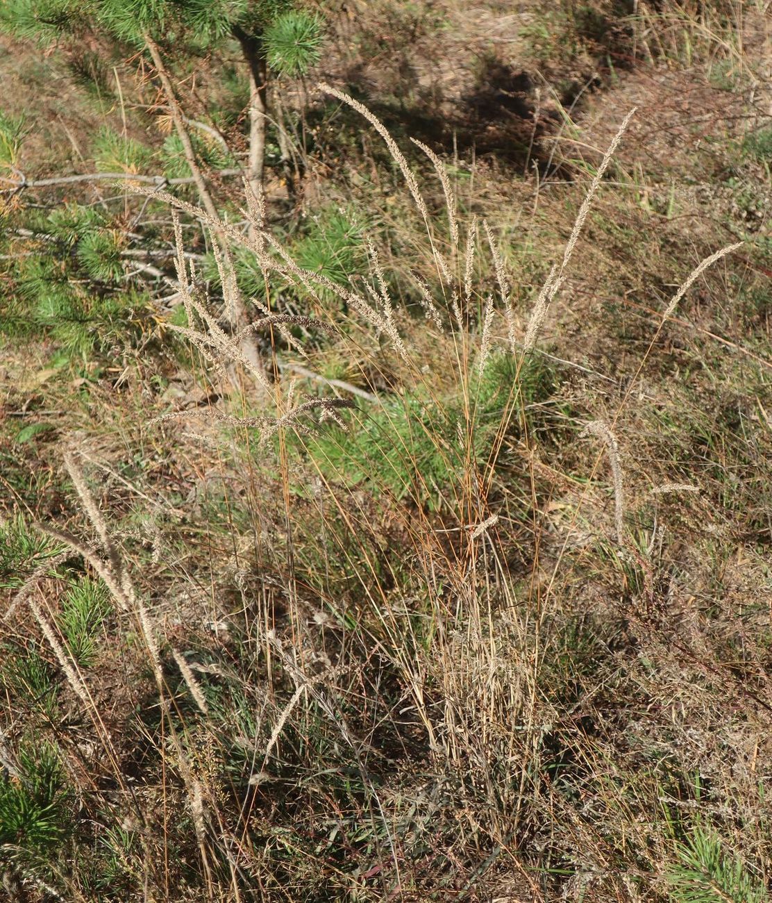 Изображение особи Phleum phleoides.