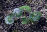Asarum europaeum