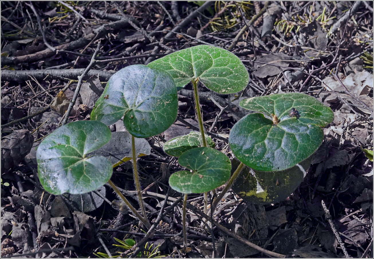 Image of Asarum europaeum specimen.