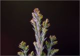 Chamaecyparis lawsoniana