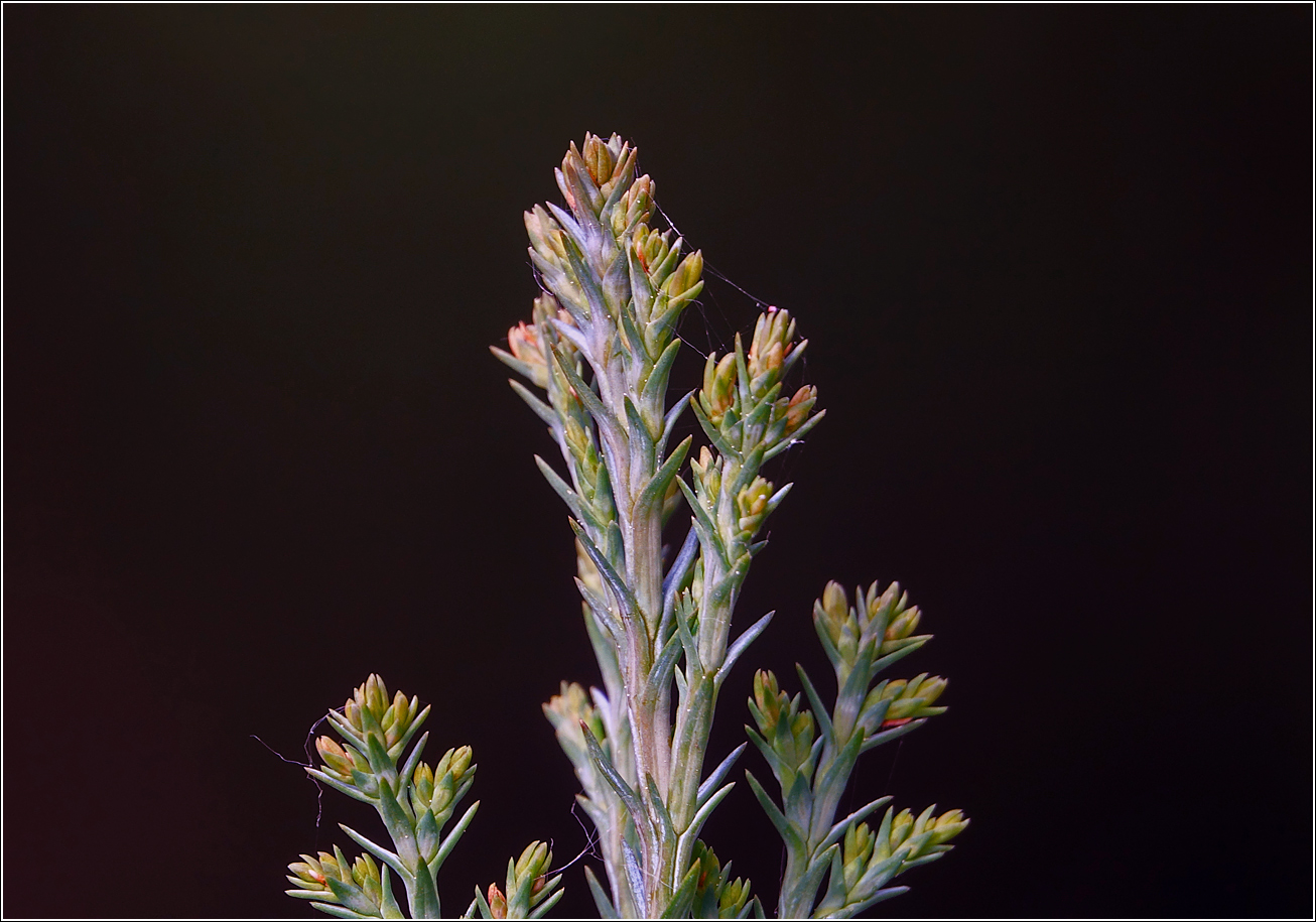 Изображение особи Chamaecyparis lawsoniana.