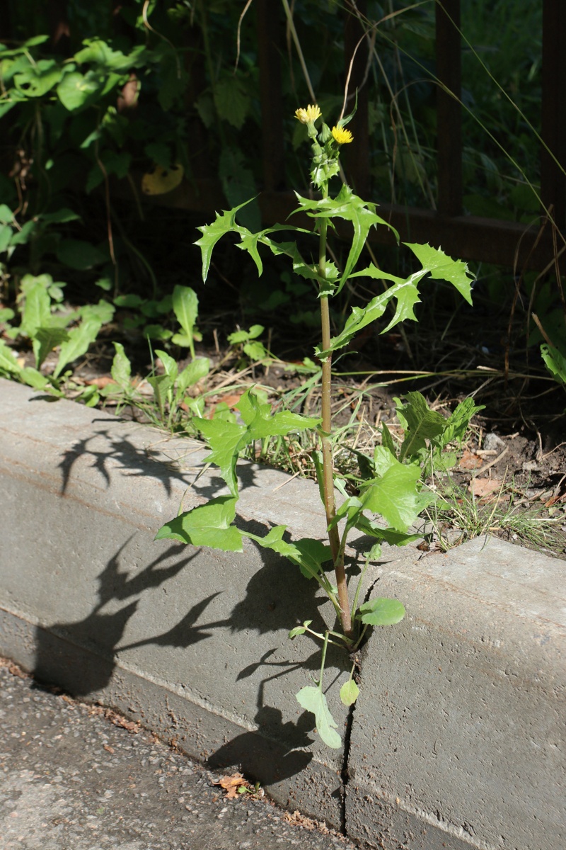 Image of Sonchus oleraceus specimen.