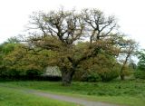 Quercus robur