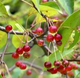 Malus baccata
