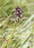 Neotinea ustulata