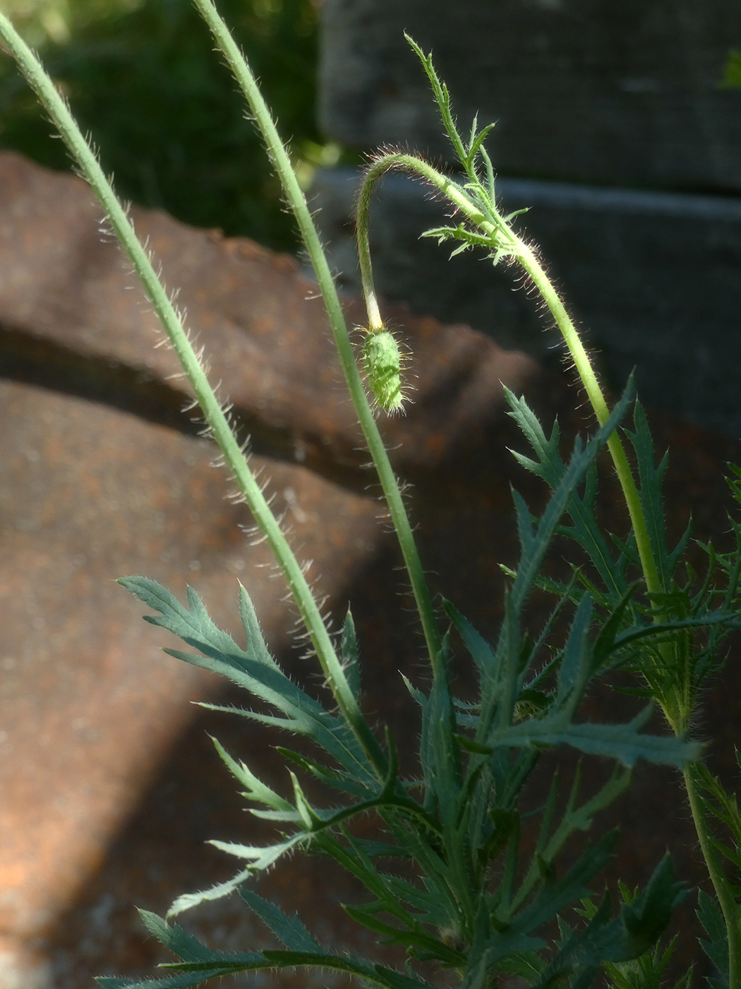 Изображение особи Papaver stevenianum.