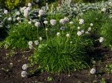 Armeria maritima. Цветущие растения. Пермь, Ленинский р-н, городская эспланада. 1 сентября 2024 г.