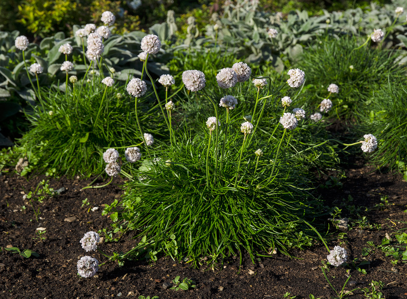 Изображение особи Armeria maritima.