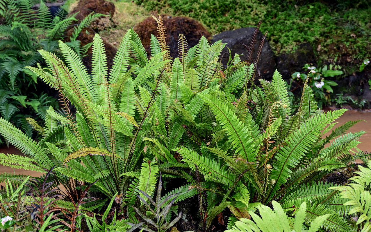 Image of Blechnum discolor specimen.