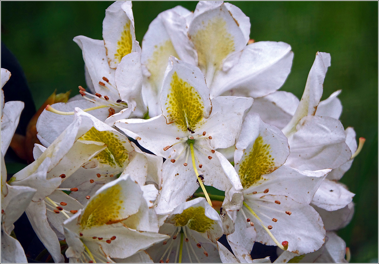 Image of genus Rhododendron specimen.