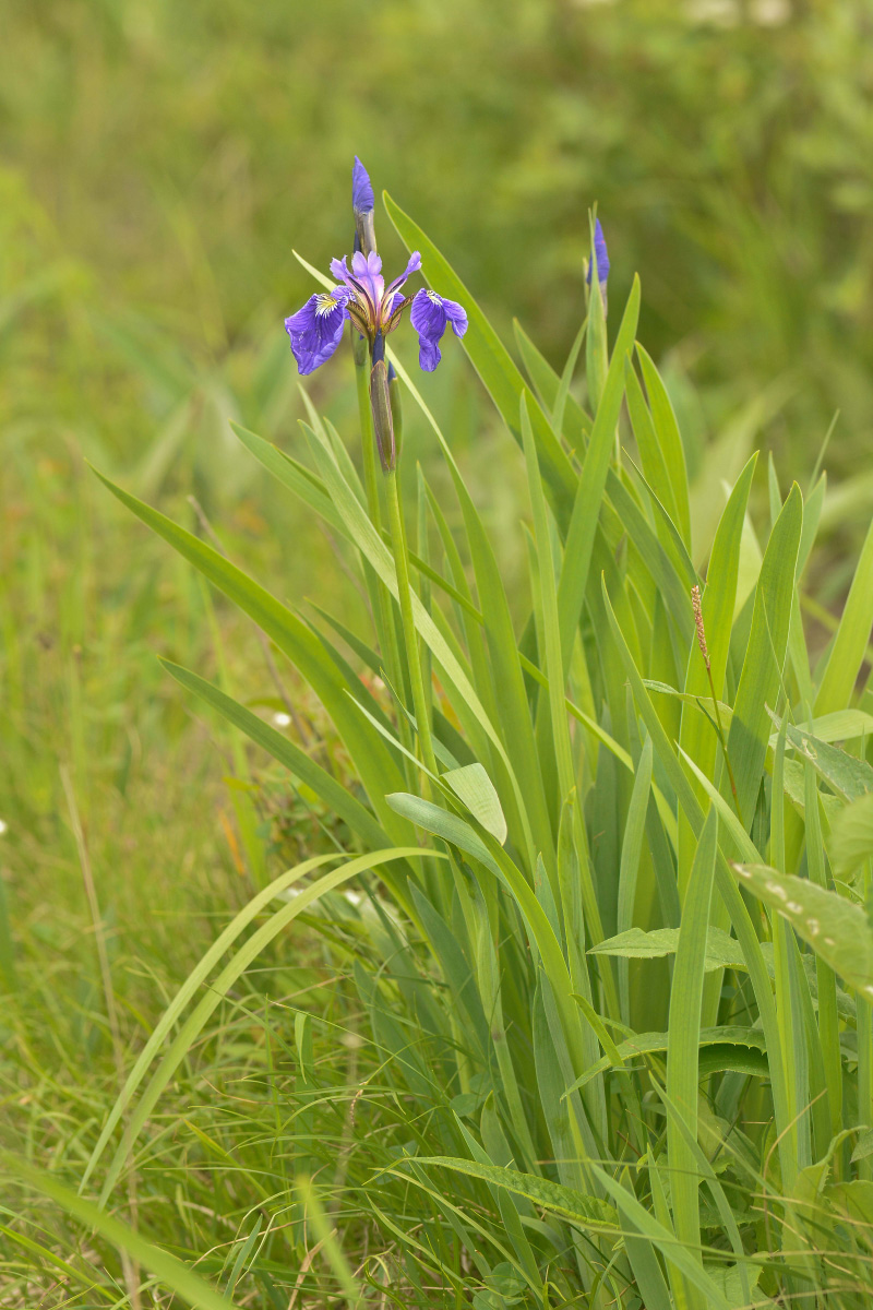 Image of Iris setosa specimen.