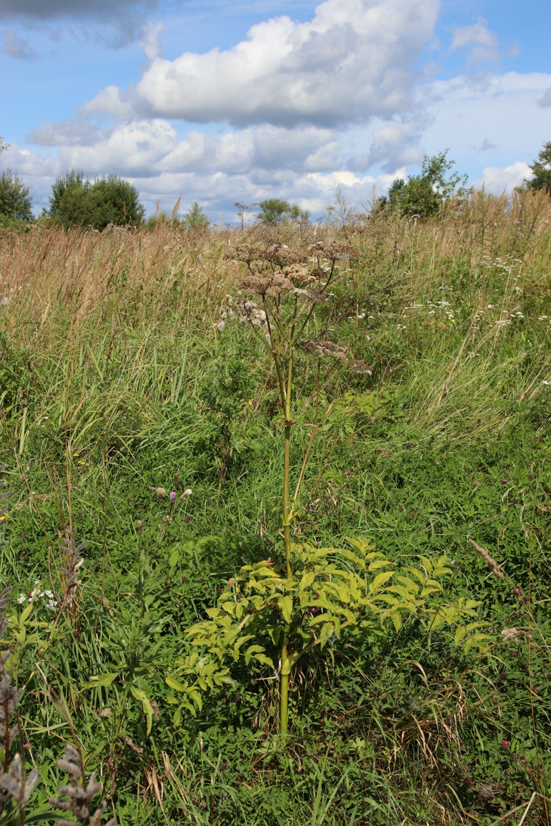 Image of Angelica sylvestris specimen.