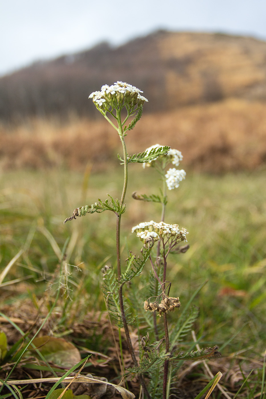 Image of genus Achillea specimen.