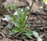 Viola arvensis. Листья. Краснодарский край, Кущёвский р-н, станица Шкуринская, роща на склоне. 17.04.2011.