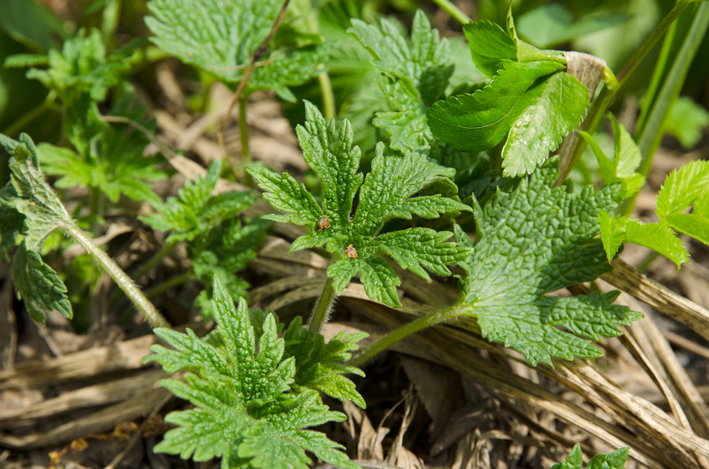 Изображение особи Leonurus quinquelobatus.