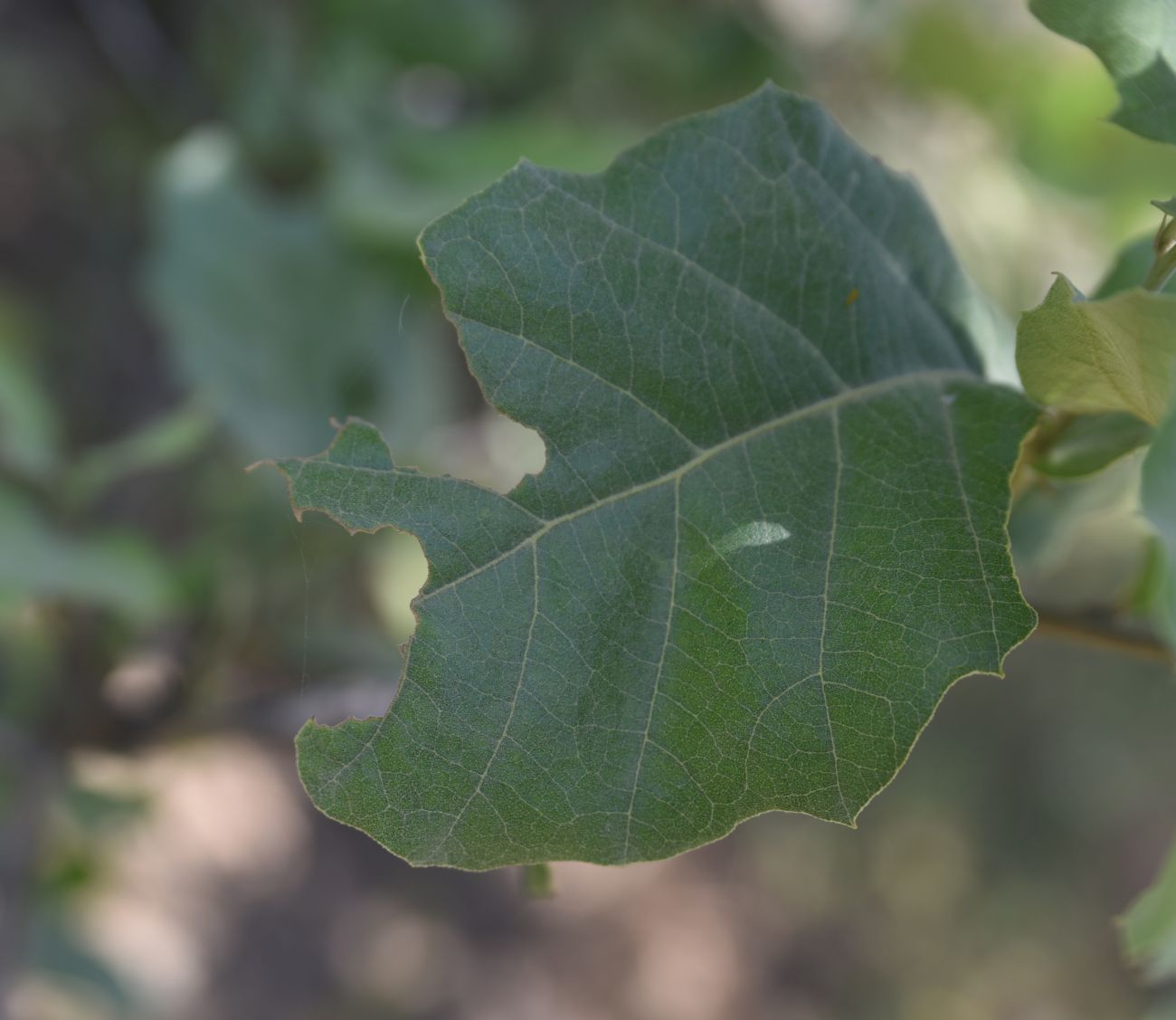 Image of Unknown species specimen.