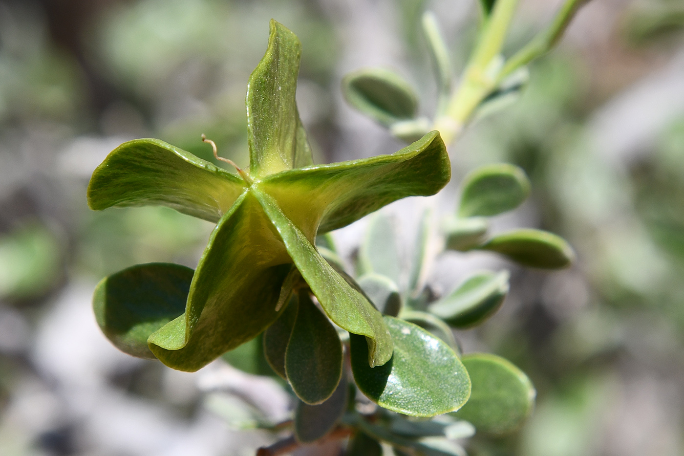Image of Zygophyllum atriplicoides specimen.