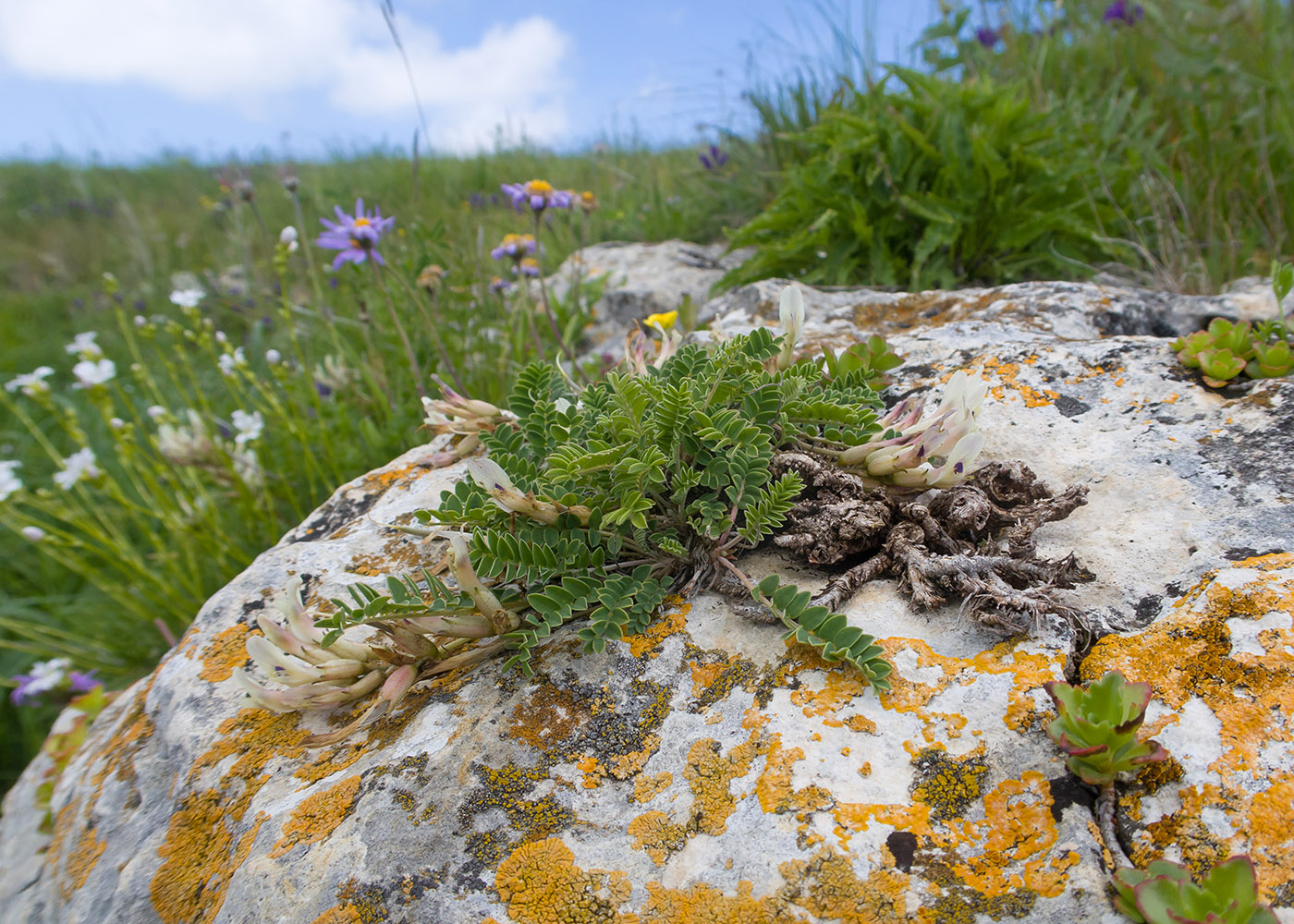 Image of Astragalus demetrii specimen.