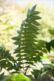 Ailanthus altissima. Лист (абаксиальная сторона). Ставропольский край, г. Пятигорск, городское озеленение. 25.09.2025.