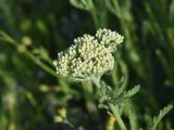 Achillea arabica. Развивающееся соцветие. Турция, ил Карс, окр. Ани, площадка перед входом в крепость. 28 мая 2025 г.