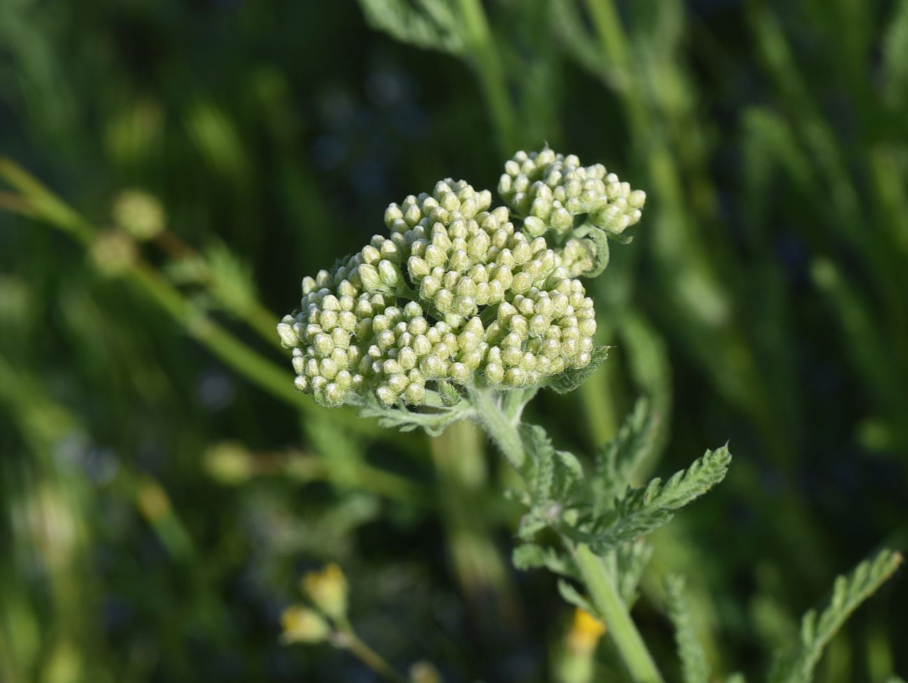 Image of Achillea arabica specimen.