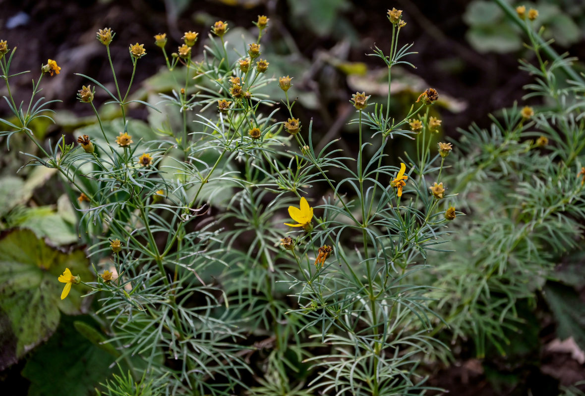 Изображение особи Coreopsis verticillata.