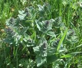 Ajuga genevensis