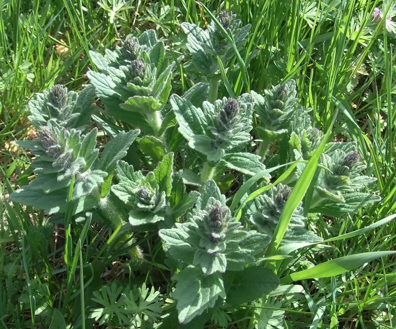 Изображение особи Ajuga genevensis.