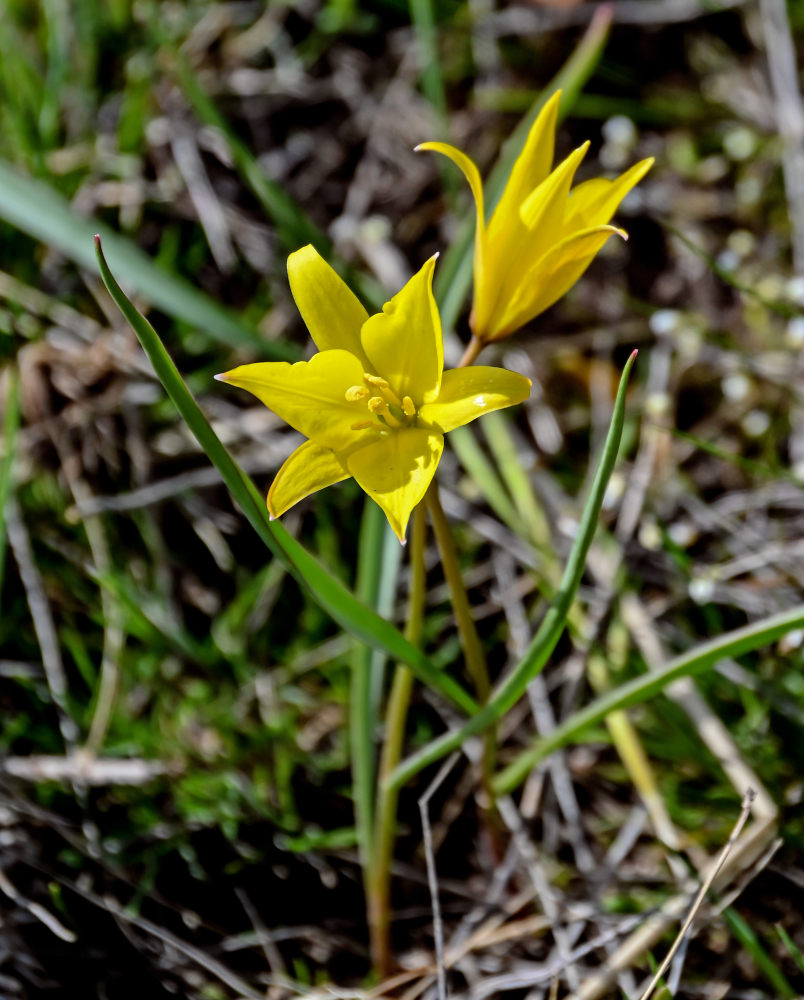 Image of Tulipa biebersteiniana specimen.