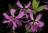 Rhododendron canadense. Верхушка цветущей ветки. Санкт-Петербург, парк Ботанического сада Петра Великого БИН РАН, в культуре. 16.05.2026.