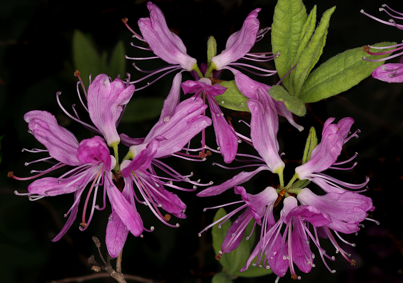 Image of Rhododendron canadense specimen.