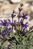 Salvia canescens