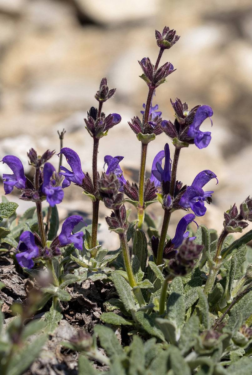 Image of Salvia canescens specimen.