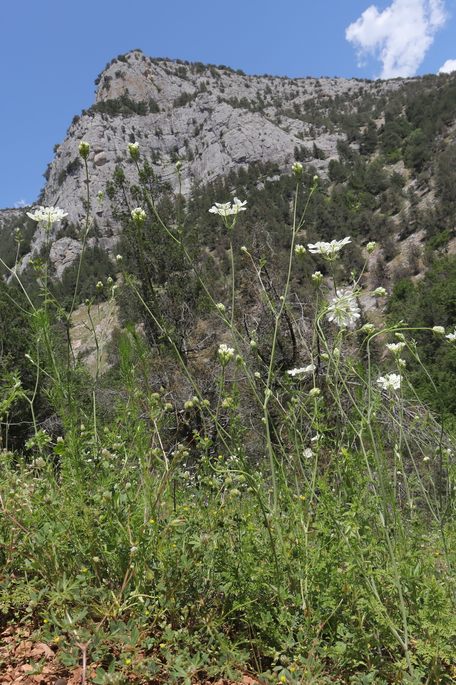 Image of Orlaya grandiflora specimen.