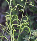 семейство Brassicaceae
