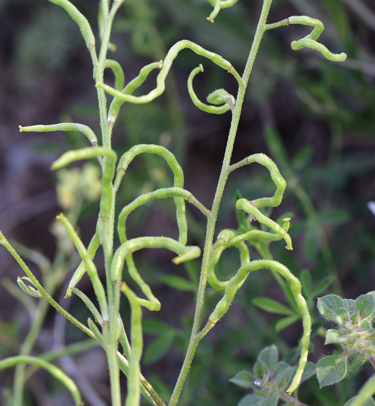 Изображение особи семейство Brassicaceae.