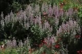 Salvia sclarea. Цветущие растения. Белгородская обл., пос. Ракитное, ул. Сосновая, 2, в культуре. 29 июня 2026 г.