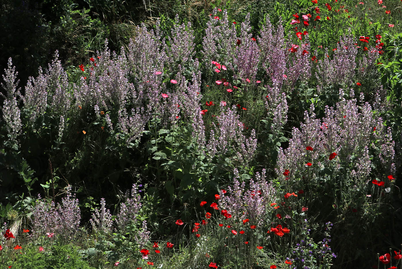 Изображение особи Salvia sclarea.