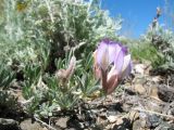 genus Oxytropis. Цветущее и плодоносящее растение. Казахстан, Восточно-Казахстанская обл, Зайсанский р-н; Саур-Тарбагатай, сев. макросклон вост. части хр. Манрак, пер. Шиликты, ≈ 800 м н.у.м., щебнистая сопка. 12 мая 2026 г.