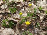 Ficaria verna
