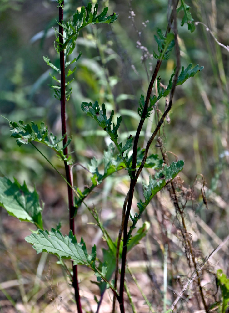 Image of Senecio jacobaea specimen.